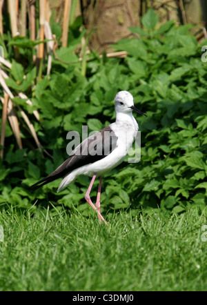 Schwarz-winged Stilt oder gemeinsame Stilt, Himantopus Himantopus, Recurvirostridae, Auwälder. Stockfoto