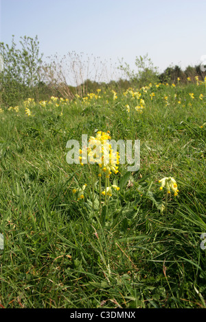 Schlüsselblume, Primula Veris, Primulaceae. Eine gemeinsame britische wilde Blume. Stockfoto