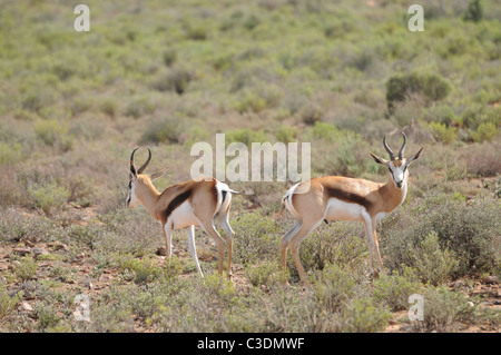 Springbock, ehemalige Südafrika Nationalsymbol Stockfoto