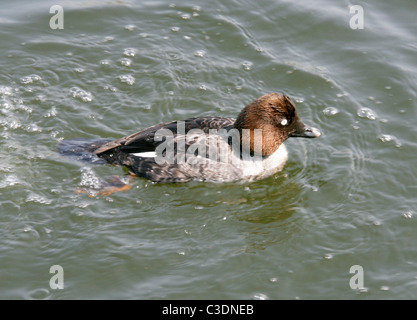 Weibliche Common Goldeneye-Ente, Bucephala Clangula, Merginae, Anatidae. Stockfoto