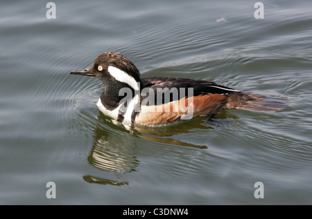 Kapuzen-Prototyp, Lophodytes Cucullatus, Merginae, Anatidae. Erwachsene männliche Drake. Stockfoto