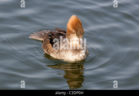 Kapuzen-Prototyp, Lophodytes Cucullatus, Merginae, Anatidae. Erwachsene weibliche Ente. Stockfoto