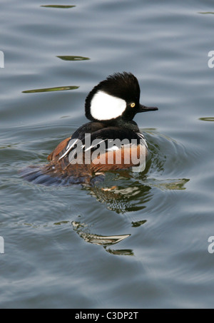 Kapuzen-Prototyp, Lophodytes Cucullatus, Merginae, Anatidae. Erwachsene männliche Drake. Stockfoto