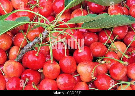 Ueberzeugt - Kirsche 19 Stockfoto