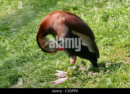 Schwarzbäuchigen Pfeifen-Ente, schwarzbäuchigen Baum Ente oder Northern Red-billed Pfeifen Ente Dendrocygna Autumnalis, Anatidae. Stockfoto