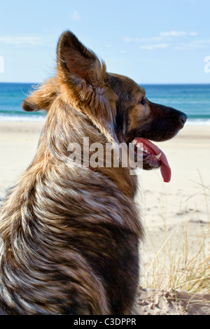 Porträt einer langhaarigen Schäferhund Blick über den Strand von Sandwood Bay, nördlich der schottischen Küste Stockfoto