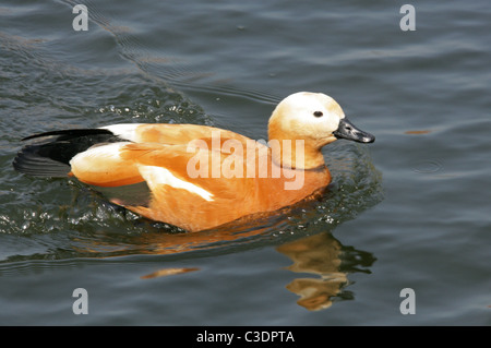 Ruddy Brandgans oder Brahminy Ente, Tadorna Ferruginea, Tadorninae, Anatidae. Stockfoto