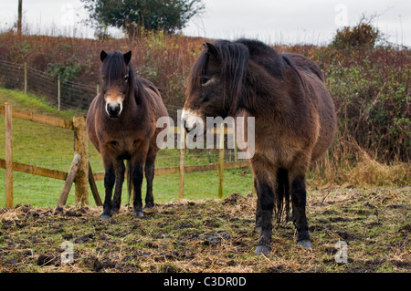 Exmoor Ponys im Fahrerlager in Somerset genommen Stockfoto