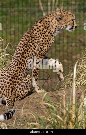 Gepard Raubkatze aus Afrika, die Ruhe in der Sonne Stockfoto