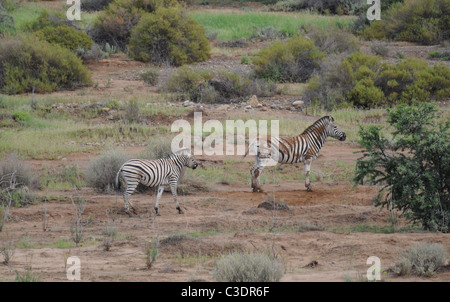 Tiere und Natur im Sanbona Wildlife reserve Stockfoto