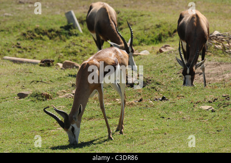 Fairy Glen privaten Wildreservat hosting der big 5 Stockfoto