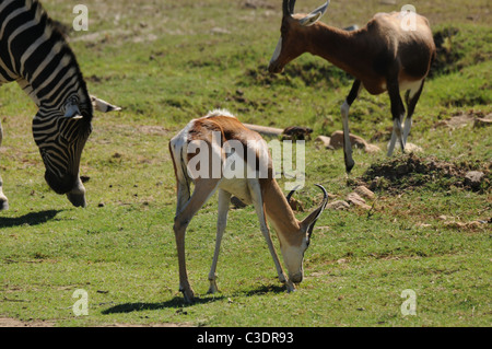 Fairy Glen privaten Wildreservat hosting der big 5 Stockfoto