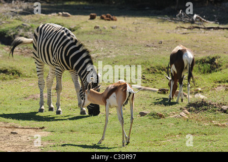 Fairy Glen privaten Wildreservat hosting der big 5 Stockfoto