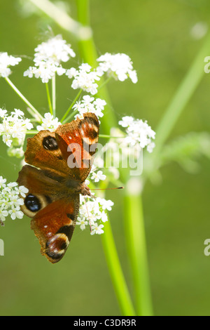 Tagpfauenauge auf eine weiße Blume Nahaufnahme Stockfoto