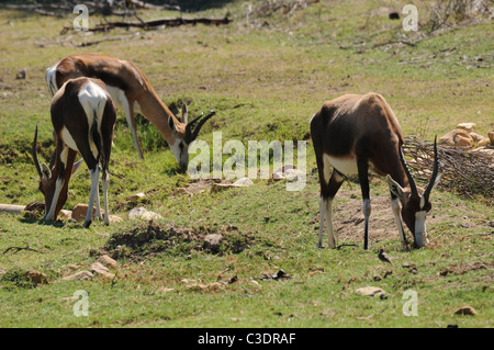 Fairy Glen privaten Wildreservat hosting der big 5 Stockfoto