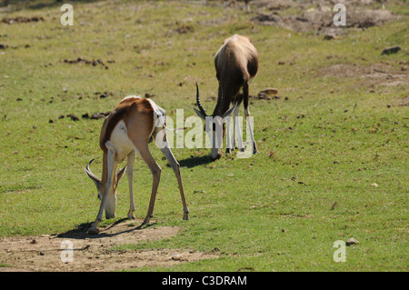 Fairy Glen privaten Wildreservat hosting der big 5 Stockfoto