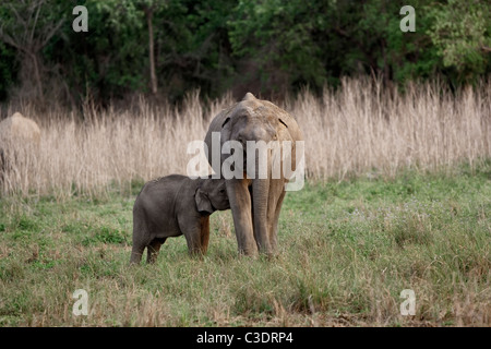 Wilde asiatische Elefanten füttern ihre jungen nacheinander Corbett-Nationalpark, Indien. Stockfoto