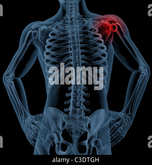3D Rendering eines medizinischen Skeletts mit dem Schultergelenk hervorgehoben Stockfoto