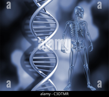 3D Rendern eines medizinischen Skeletts stand neben DNA-Stränge Stockfoto