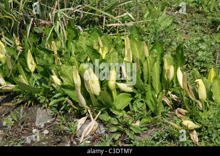 Western Skunk Cabbage, gelbe Skunk Kohl oder Sumpf Laterne, Lysichiton Americanus, Aronstabgewächse. Nordamerika, USA, Kanada. Stockfoto