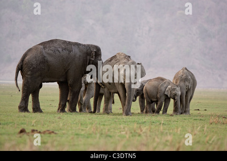 Elefantenfamilie im wilden Wald von Jim Corbett, Indien. [Elephas Maximus] Stockfoto