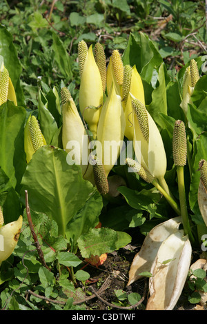 Western Skunk Cabbage, gelbe Skunk Kohl oder Sumpf Laterne, Lysichiton Americanus, Aronstabgewächse. Nordamerika, USA, Kanada. Stockfoto