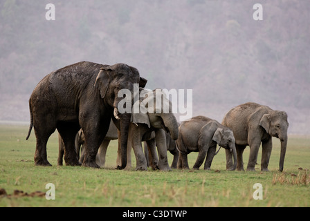 Elefantenfamilie im wilden Wald von Jim Corbett, Indien. [Elephas Maximus] Stockfoto