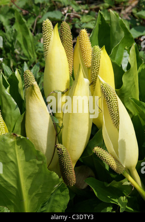 Western Skunk Cabbage, gelbe Skunk Kohl oder Sumpf Laterne, Lysichiton Americanus, Aronstabgewächse. Nordamerika, USA, Kanada. Stockfoto