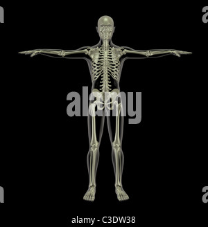 3D Rendern eines ständigen menschlichen Skeletts Stockfoto