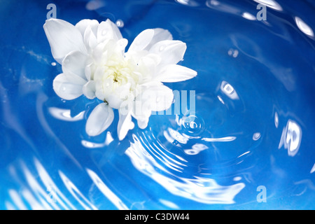 Weiße Blume auf einer Unschärfe Wasser fließt. Geringe Schärfentiefe von Makro-Objektiv für natürliche Ansicht hinzugefügt. Stockfoto