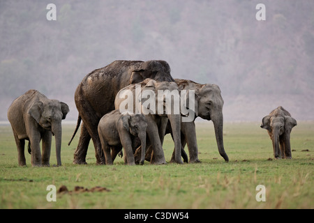 Elefantenfamilie bewegt sich in den wilden Wald von Jim Corbett Nationalpark, Indien. Stockfoto