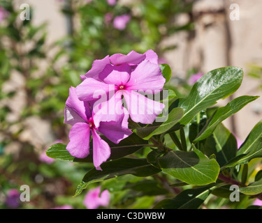 Madagaskar rosige Immergrün Catharanthus Roseus Lobelia ist für viele Herball Qualitäten verwendet. Stockfoto