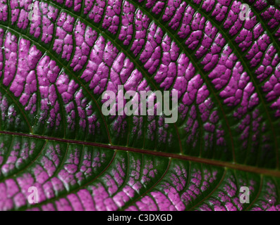 Persischer Schild (Strobilanthes dyerianus) in Makro aufgenommen im Roseau-Tal, Commonwealth of Dominica Stockfoto