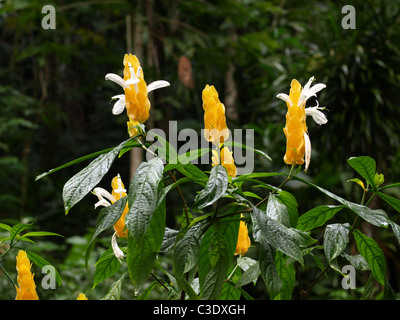 Golden Candle Plant (Pachystachys lutea Nees), auch bekannt als Golden Shrimp, und Lollipop Pflanze im Regenwald von Dominica. Stockfoto