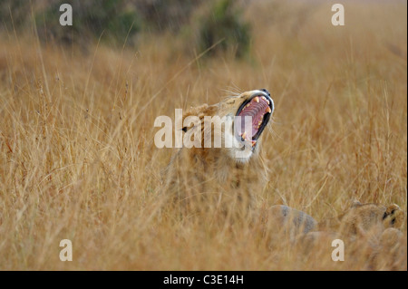 Männliche Löwen Gähnen in den Gräsern der Masai Mara, Kenia, Afrika Stockfoto
