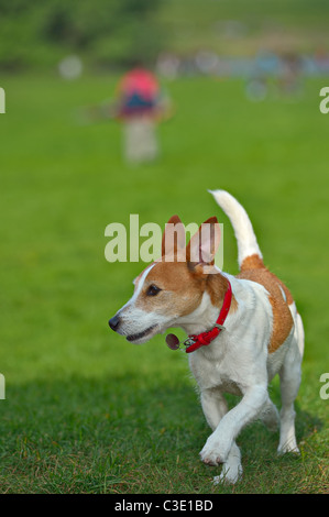 Parson Jack Russell Terrier laufen in einem Park, Ohren und Rute in der Luft Stockfoto