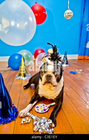 Partyhunde mit Hüten und Luftballons Stockfoto