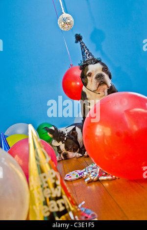 Partyhunde mit Hüten und Luftballons Stockfoto