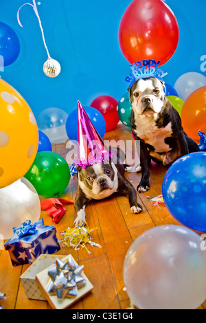 Partyhunde mit Hüten und Luftballons Stockfoto