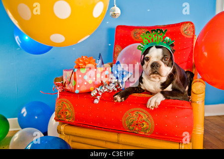 Partyhunde mit Hüten und Luftballons Stockfoto