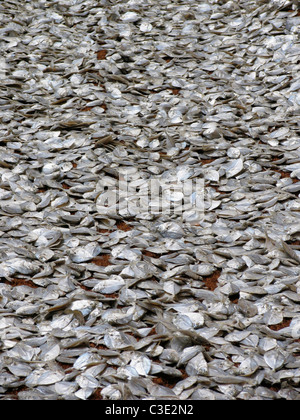 Fischen am Vizhingam Hafen, zum Trocknen Trivandrum, Kerala, Indien Stockfoto