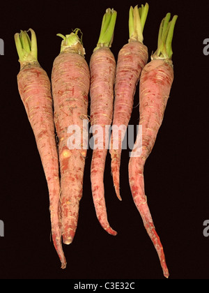 Karotte, Daucus Carota Var Mativue zum Verkauf in einem Markt, Indien Stockfoto