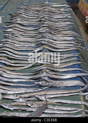 Fischen am Vizhingam Hafen, zum Trocknen Trivandrum, Kerala, Indien Stockfoto