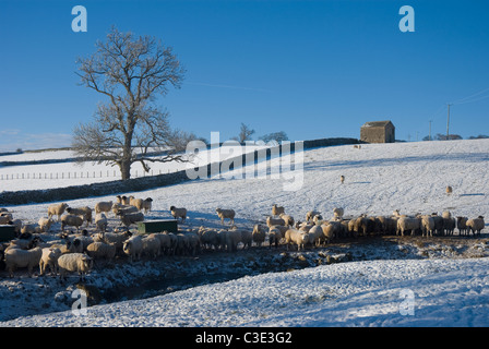 Schafe füttern im Schnee auf einer Farm in der Nähe von Helton, Lake District, Cumbria Stockfoto