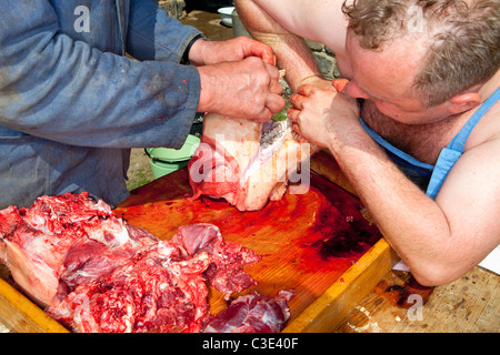 Zabijacka - traditionelle ländliche Schwein Schlachtung in Tschechien Stockfoto