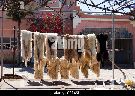 Gerberei, Walled Stadt von Taroudant, Sous-Tal, hoher Atlas, Marokko Stockfoto