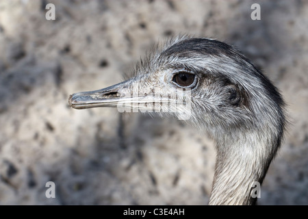 Porträt einer größeren Rhea (Rhea Americana). Stockfoto