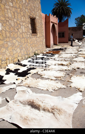 Gerberei, Walled Stadt von Taroudant, Sous-Tal, hoher Atlas, Marokko Stockfoto