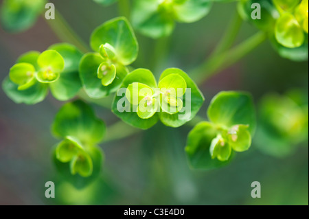 Euphorbia Cyparissias. Fens Ruby Blumen Stockfoto