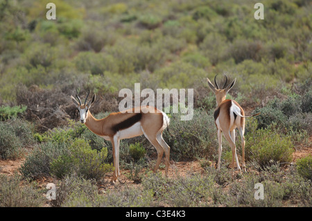 Springbock in Halbwüste, Sanbona, Südafrika Stockfoto